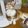 Фото профиля にゃんこ先生🐱🌸