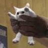 Profilbild von Shortcat Official
