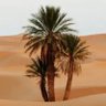 🕋🐎حضارات العرب 🐪🌴 profil fotoğrafı