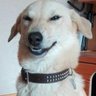 OhDog profil fotoğrafı