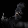 Blacgongzilla's profile picture