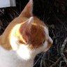 くろちゃり 的头像