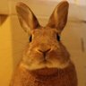 華麗なるアホ profil fotoğrafı