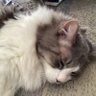 秀じい profil fotoğrafı