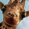 almeidaq9's profile picture