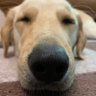 Фото профиля 現在は過保護犬クーの日常
