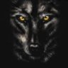Alone wolf 的头像