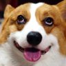 夢遊者's profile picture