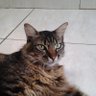 Profilbild von Capitu