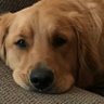 Profilbild von BuddysMom