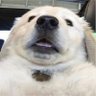 WarDog 的头像