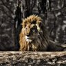 Фото профиля Ben Demir👑🦁🔥
