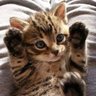 なかなか profil fotoğrafı