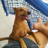 Dorinha 🐶😎🚩's profile picture