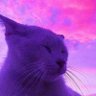 Profilbild von Pigi