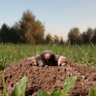 DJ Molehill's profile picture