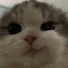 broccoli シ's profile picture