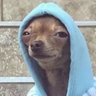 Caramelo do grau's profile picture