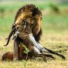 Gallant Kanyesigye🇺🇬 profil fotoğrafı