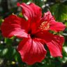 Hibiscus's profile picture