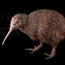 Suzie (New Zealand) 的头像