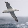Фото профиля Albatros