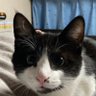 猫好き's profile picture