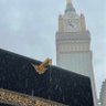 الـفـارس's profile picture