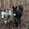 Home is where the donkeys are's profile picture