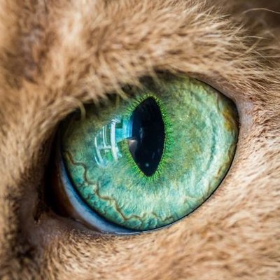 Bohemian Cloud's profile picture