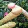 Фото профиля Loko Por Gordos