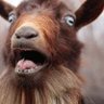 Profilbild von Goat69