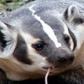 Фото профиля Glacier Badger