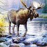 moose profil fotoğrafı