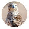 كرامة وطن's profile picture