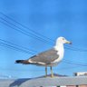 wasabi's profile picture