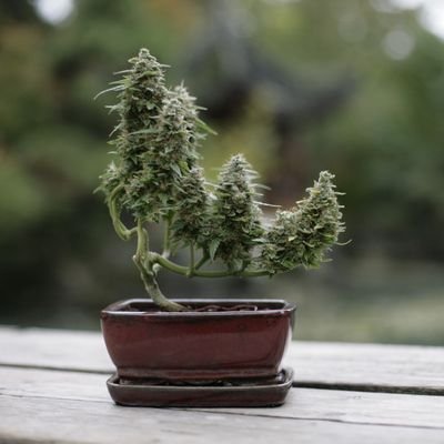 Cannabonsai Manny's profile picture
