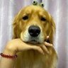 Profilbild von theworldofdog
