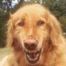 Snarky Izzbliss's profile picture