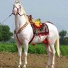 Фото профиля kobchi kamel