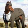 Cavalo Agnaldo's profile picture