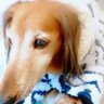 相川もも☃️奥サマンサ☃️札幌ハレ's profile picture