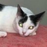 Cuca beludo profil fotoğrafı