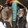 ぐぴ profil fotoğrafı