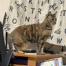 Okita_ profil fotoğrafı