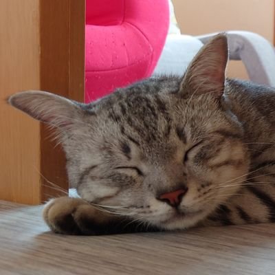 shijimiton's profile picture