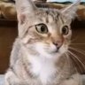 Profilbild von The cat's meow