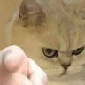 吾乃米糕大王 的头像