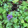 還暦過ぎたばばっしー 的头像