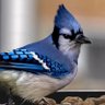Фото профиля Jayant SH🌺🦜